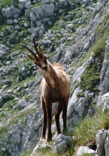 Camoscio d''Abruzzo Rupicapra pyrenaica ornata